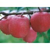 供應(yīng)陜西紅富士蘋果