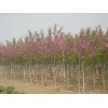 供應香花槐、2-9公分香花槐、批發(fā)香花槐、山西香花槐
