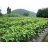 供應(yīng)毛桃苗、蘋果苗、棗樹(shù)苗、杏樹(shù)苗、梨樹(shù)苗、核桃苗
