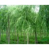 植柳樹(shù)