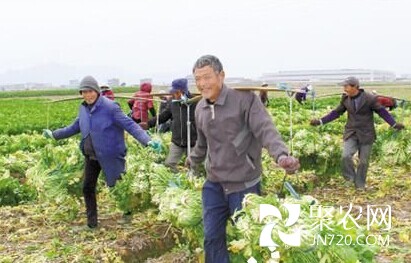 臺州：冬花菜豐收 菜農笑哈哈