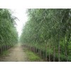 求購柳樹、柳樹幼苗