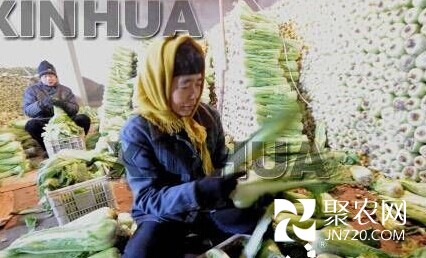 河北霸州品牌大白菜先儲再銷助農(nóng)增收