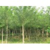 求購(gòu)北欒、幼苗