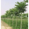 大量求購(gòu)椿樹(shù)、幼苗