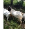 大量供應波爾山羊
