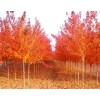 求購(gòu)北美紅楓、幼苗