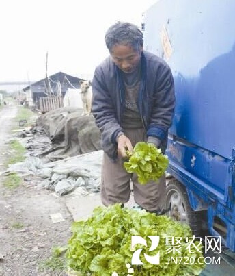 寧波蔬菜基地草子賣得最好 芹菜、生菜也熱銷