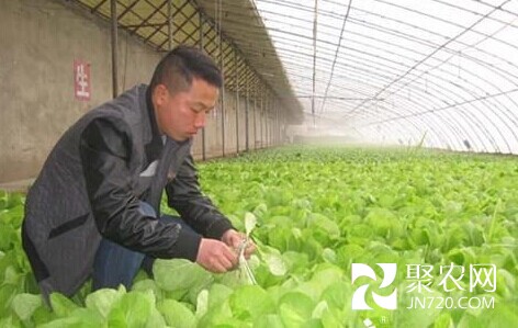 新疆十團大學生創業園種快菜15天畝收入達3萬元