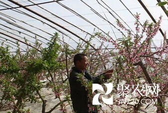 平涼崆峒區史家溝示范點反季節水果將于4月上市