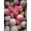 供應(yīng)山東冷庫(kù)蘋果信息