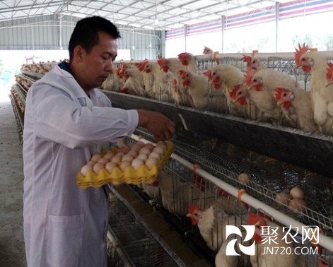 岑寶興 ：飼養蛋雞“生下”致富經