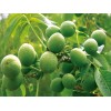 供應優(yōu)質山核桃苗/麻核桃苗