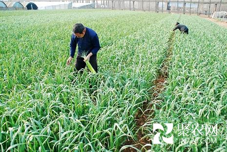山東平邑十萬(wàn)畝早春蒜薹進(jìn)入收獲期 農(nóng)民忙豐收