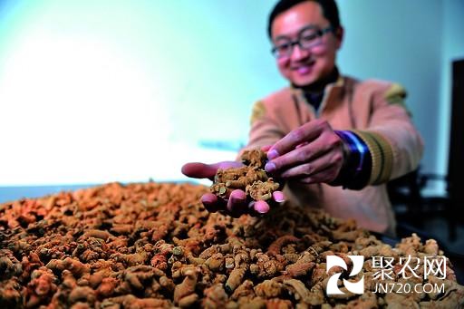 河南鶴壁市：與蟲草海參相比，“三七”物美價(jià)更廉