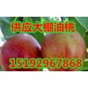 供應(yīng)山東大棚油桃油桃批發(fā)價(jià)格