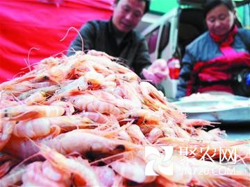 山東青島:蝦虎蠣蝦無法養殖成城中貴族 價格連漲10年