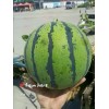 山東優質西瓜