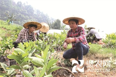 福建南靖:臺(tái)灣紅心芭樂助力果農(nóng)致富