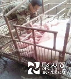 修飛機不如當豬倌 瘦肉型豬種叫得歡