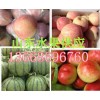 13668696760山東紅富士蘋果供應(yīng)價格蘋果產(chǎn)地價格