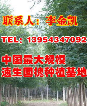 山東陽信國槐小苗基地價格,濱州陽信國槐小苗供應批發價格_童信苗木