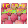 山東蘋果美八銷售蘋果價格