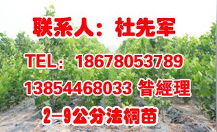 山東高密法桐小苗批發(fā)價格,高密法桐小苗基地價格,先君苗木