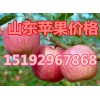 山東蘋果批發(fā)價(jià)格