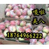供應(yīng)山東美八蘋果今日美八蘋果價(jià)格行情