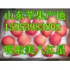 山東嘎啦/美八蘋果批發(fā)產(chǎn)地