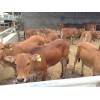 2015年山東魯西黃牛最新價格
