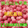 山東蘋果最新價格-山東蘋果產(chǎn)地價格-山東紅富士蘋果價格