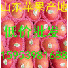 【15953981688】山東蘋(píng)果種植基地】
