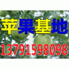 山東紅露、金帥、紅星大量上市