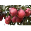 山東紅星蘋果價(jià)格紅將軍蘋果行情