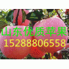 供應(yīng)紅星紅將軍紅露蘋(píng)果批發(fā)價(jià)格預(yù)測(cè)