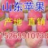山東紅將軍/紅星蘋果價(jià)格