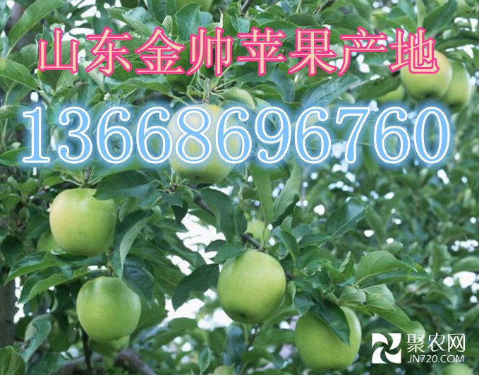 金帥1
