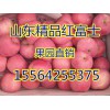 15564255375大量供應(yīng)紅富士蘋果價格