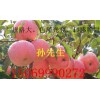 大量供應(yīng)山東紅富士蘋果