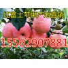 山東優(yōu)質紅富士蘋果便宜