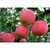 優(yōu)質(zhì)紅富士蘋(píng)果低價(jià)出售