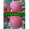 山東紅富士蘋(píng)果批發(fā)行情今日價(jià)格