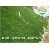 廣東高羊茅護(hù)坡衛(wèi)士邊坡綠化草種子批發(fā)