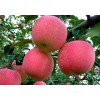 山東優(yōu)質紅富士蘋果