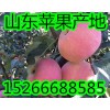 山東紅富士蘋果哪里價格便宜好吃