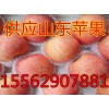 山東優(yōu)質紅富士蘋果大量上市