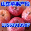 山東地區紅富士蘋果哪里最好吃，哪里紅富士蘋果便宜質量最好
