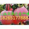 18265177888山東蘋果產地批發價格